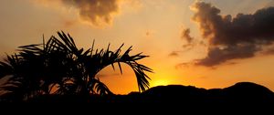 Preview wallpaper leaves, branch, palm tree, sunset, silhouette