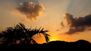 Preview wallpaper leaves, branch, palm tree, sunset, silhouette