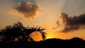 Preview wallpaper leaves, branch, palm tree, sunset, silhouette