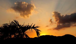 Preview wallpaper leaves, branch, palm tree, sunset, silhouette