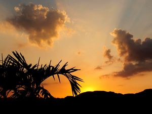 Preview wallpaper leaves, branch, palm tree, sunset, silhouette