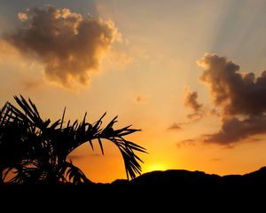 Preview wallpaper leaves, branch, palm tree, sunset, silhouette