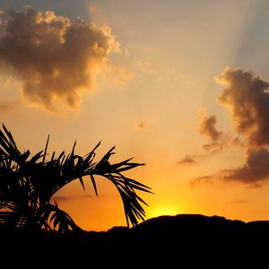 Preview wallpaper leaves, branch, palm tree, sunset, silhouette