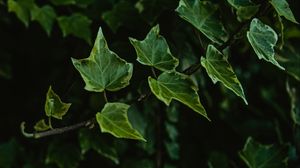 Preview wallpaper leaves, branch, plant, green
