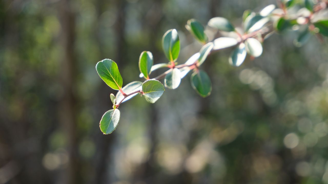 Wallpaper leaves, branch, plant, macro