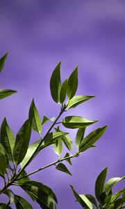 Preview wallpaper leaves, branch, purple, background
