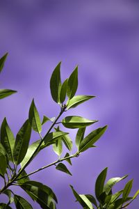 Preview wallpaper leaves, branch, purple, background