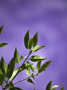 Preview wallpaper leaves, branch, purple, background