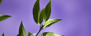 Preview wallpaper leaves, branch, purple, background