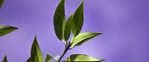 Preview wallpaper leaves, branch, purple, background