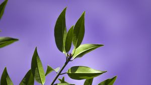 Preview wallpaper leaves, branch, purple, background