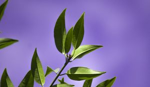 Preview wallpaper leaves, branch, purple, background