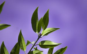 Preview wallpaper leaves, branch, purple, background