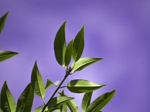 Preview wallpaper leaves, branch, purple, background