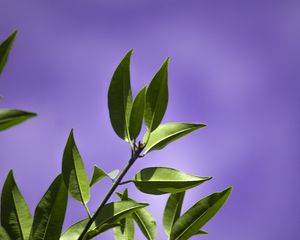 Preview wallpaper leaves, branch, purple, background