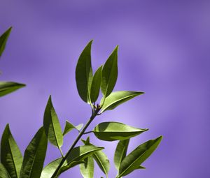 Preview wallpaper leaves, branch, purple, background