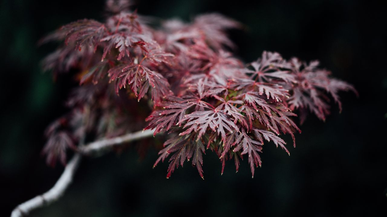 Wallpaper leaves, branch, red, macro
