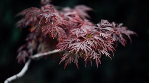 Preview wallpaper leaves, branch, red, macro