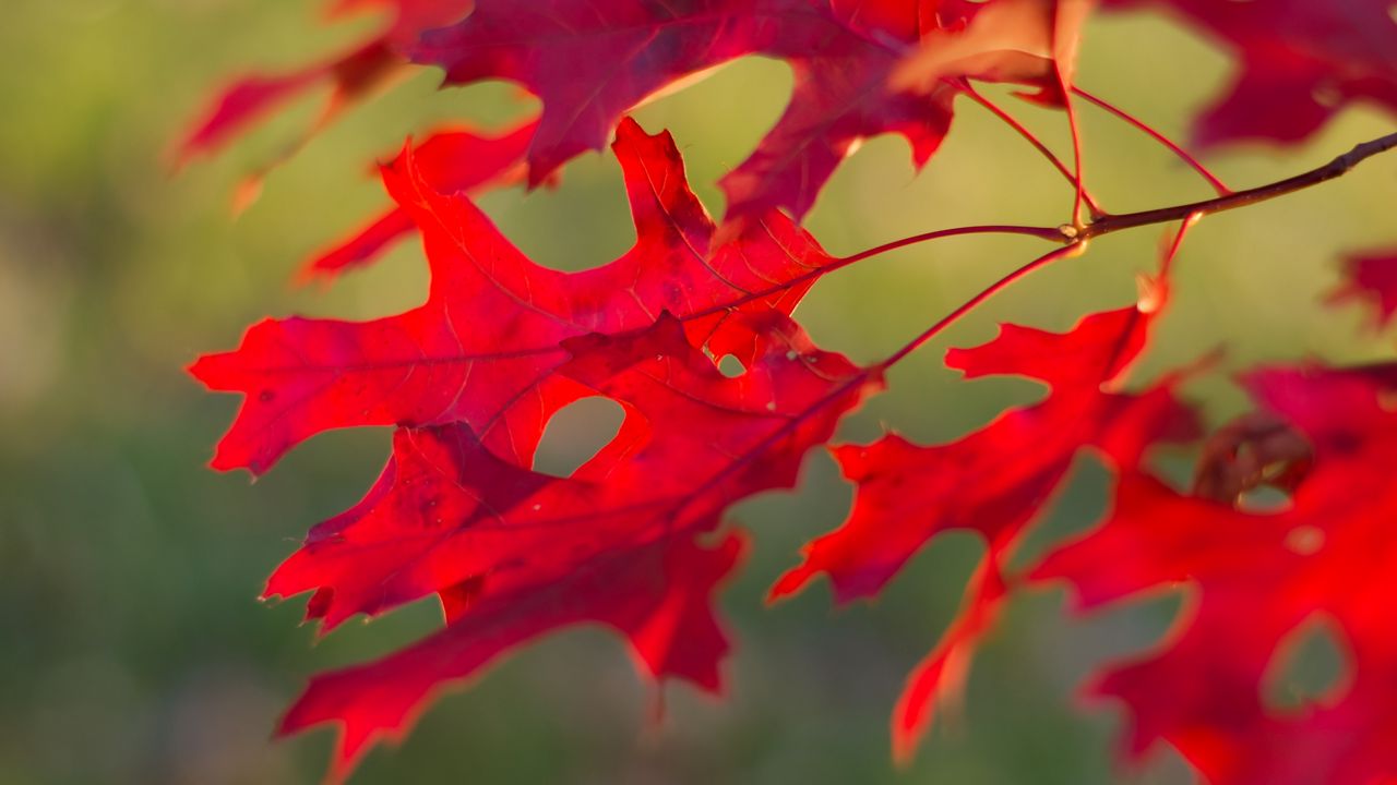 Wallpaper leaves, branch, red, autumn, macro