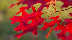 Preview wallpaper leaves, branch, red, autumn, macro