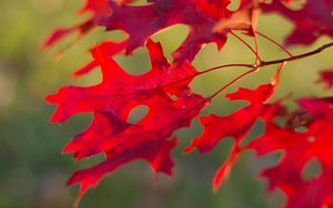 Wallpaper leaves, branch, autumn, blur, foliage hd, picture, image