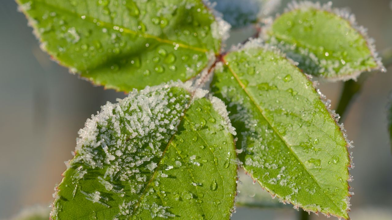 Wallpaper leaves, branch, snow, macro, blur