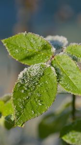 Preview wallpaper leaves, branch, snow, macro, blur