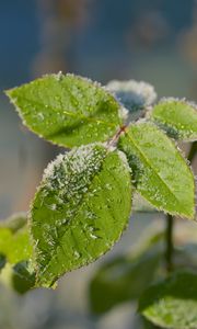 Preview wallpaper leaves, branch, snow, macro, blur