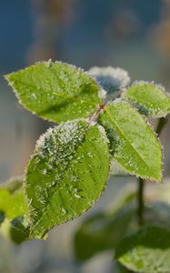 Preview wallpaper leaves, branch, snow, macro, blur