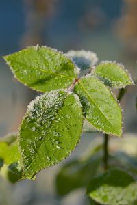 Preview wallpaper leaves, branch, snow, macro, blur