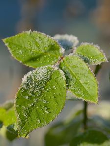 Preview wallpaper leaves, branch, snow, macro, blur