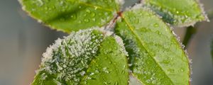 Preview wallpaper leaves, branch, snow, macro, blur