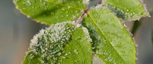 Preview wallpaper leaves, branch, snow, macro, blur