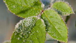 Preview wallpaper leaves, branch, snow, macro, blur