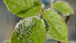Preview wallpaper leaves, branch, snow, macro, blur