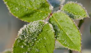 Preview wallpaper leaves, branch, snow, macro, blur