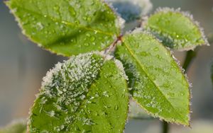 Preview wallpaper leaves, branch, snow, macro, blur