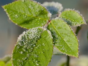 Preview wallpaper leaves, branch, snow, macro, blur