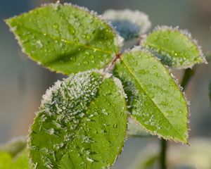 Preview wallpaper leaves, branch, snow, macro, blur