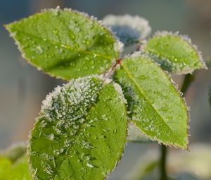 Preview wallpaper leaves, branch, snow, macro, blur