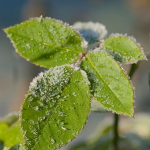 Preview wallpaper leaves, branch, snow, macro, blur