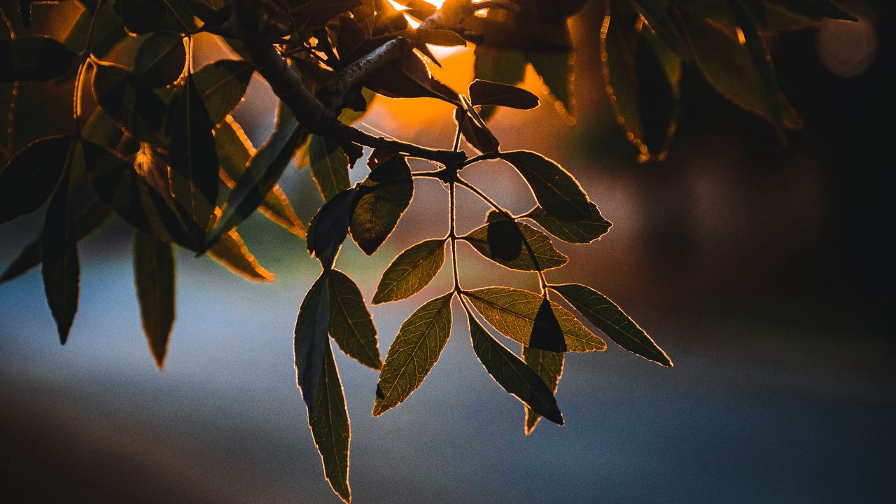 Wallpaper leaves, branch, sun, glow