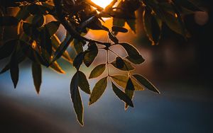 Preview wallpaper leaves, branch, sun, glow