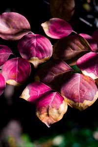 Preview wallpaper leaves, branch, sunlight, shadows, macro