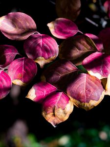 Preview wallpaper leaves, branch, sunlight, shadows, macro