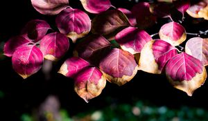 Preview wallpaper leaves, branch, sunlight, shadows, macro