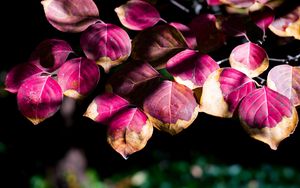 Preview wallpaper leaves, branch, sunlight, shadows, macro