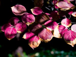 Preview wallpaper leaves, branch, sunlight, shadows, macro