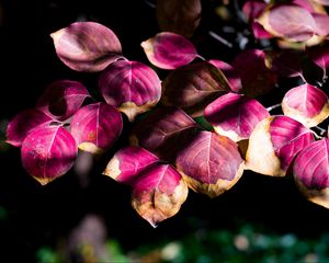 Preview wallpaper leaves, branch, sunlight, shadows, macro