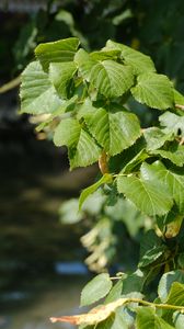 Preview wallpaper leaves, branch, tree, plant, nature